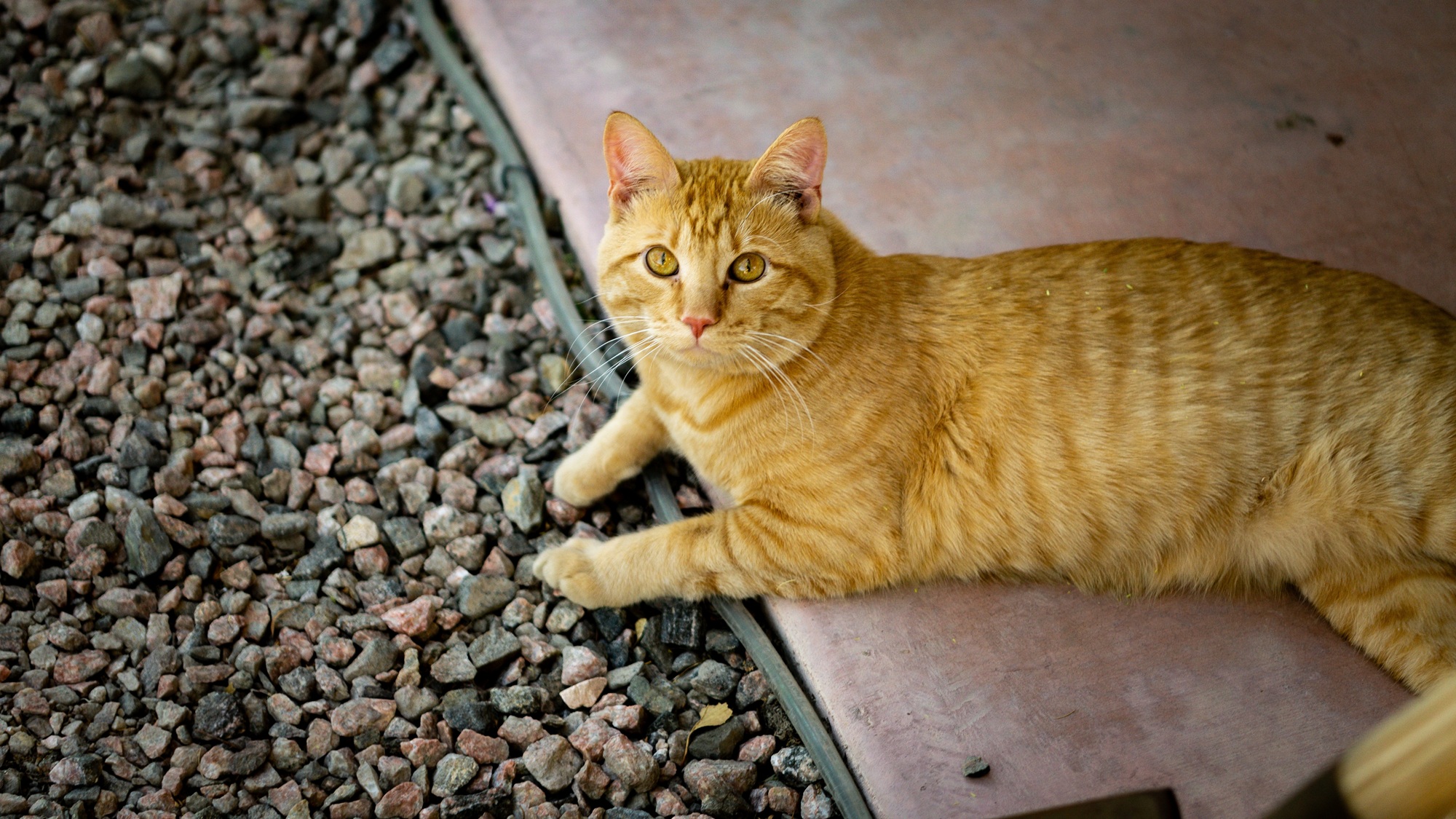 Cat wellness care at Sahara Animal Hospital in Fullerton CA Orange tabby cat relaxing outdoors after receiving veterinary care at Sahara Animal Hospital