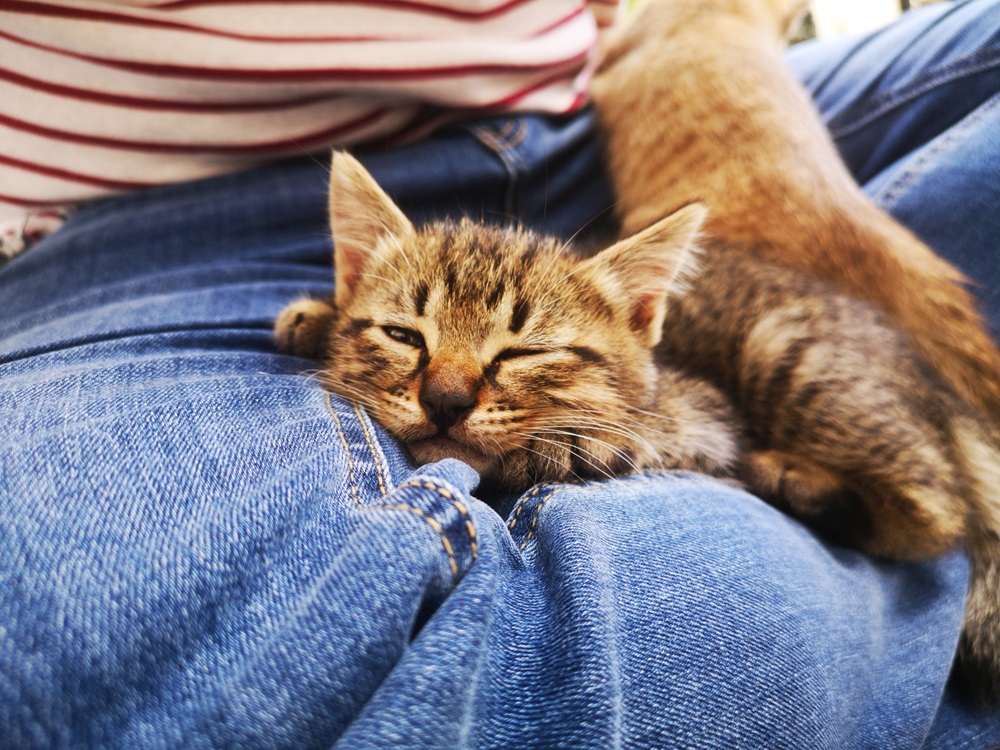 Compassionate kitten care at Sahara Animal Hospital Sleepy kitten resting comfortably on its owner’s lap at Sahara Animal Hospital in Fullerton, CA