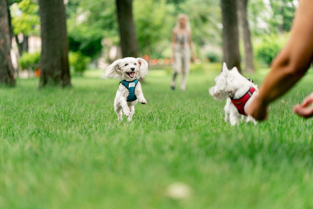 Dog wellness and preventive veterinary care in Fullerton CA Small dogs running and playing outdoors while enjoying a healthy active lifestyle